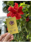 香港原生植物系列 紅杜鵑襟章